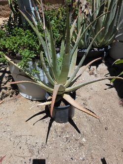 Savila/ Aloe vera
