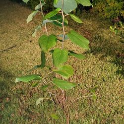 Silver linden tree Tilia tomentosa adapted to Florida zone 11