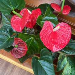 Anthuriums 