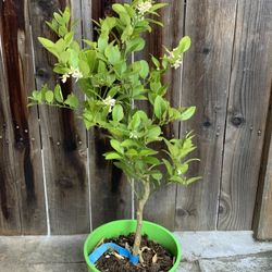 Semi Dwarf Flowering & Fruiting Mexican Key Lime Citrus Fruit Tree Live Plant