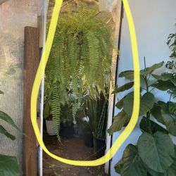 Today’s special: Huge 10” pot Boston Fern (~3.5ft-4ft)  Special $40each/reg.$60each 95820