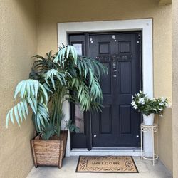 Beautiful Plant!