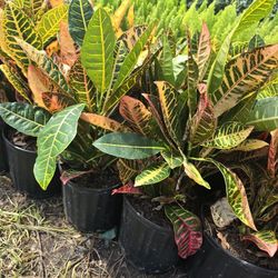 Crotton Petra Plants In 3gal 