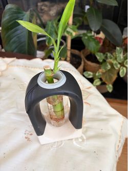 Lucky bamboo on ceramic pot