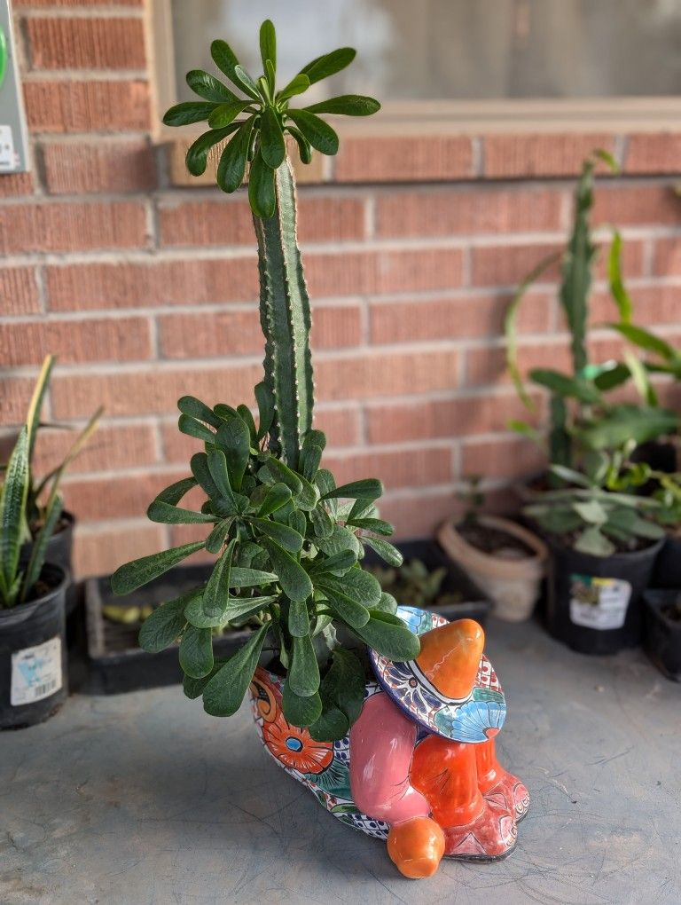 Sullu Spurge Cactus In Colorful Talavera Siesta Man Pot