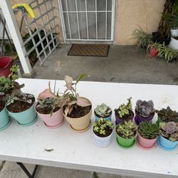 Plants For Sale