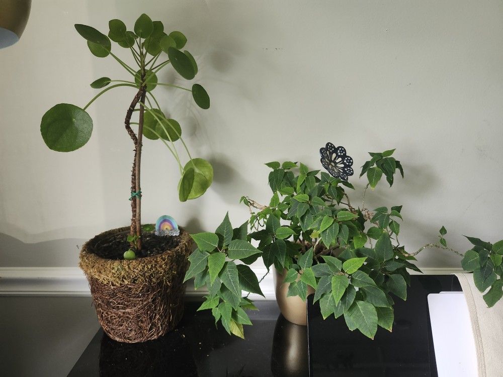Real Plant