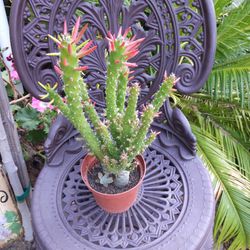 Beautiful cactus plant 
