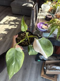 White Wizzard Philodendron 