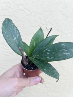 Hoya Pubicalyx White Splash