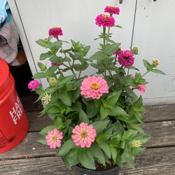 Outdoor Plant