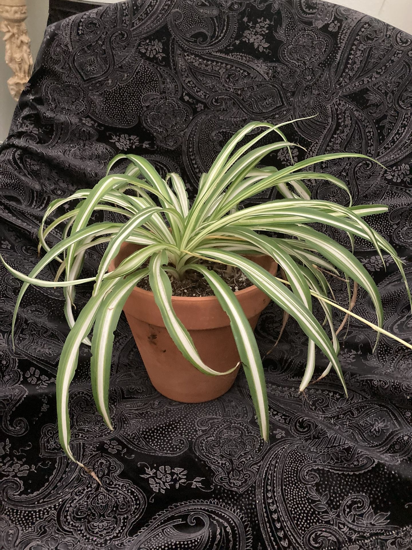 Potted Patio Plants