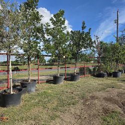 BURR OAK TREE 65GALLONES 13FT TALL 
