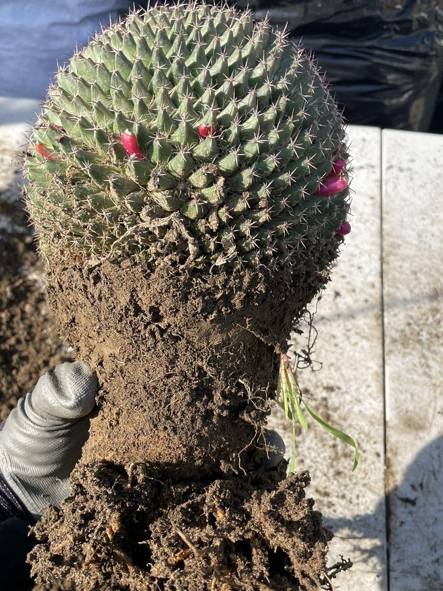 Cactus Mammillaria House Plant