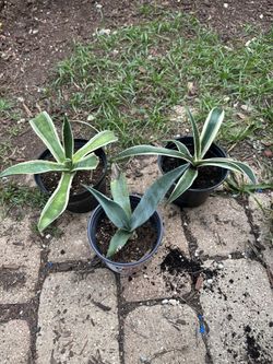 3 Varieties Of Agave $5 Each