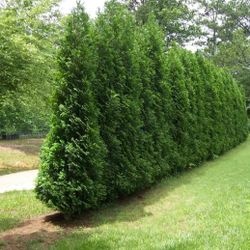 American Pillar Arborvitaes 