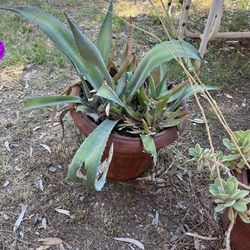 Agave Fully Rooted Plants
