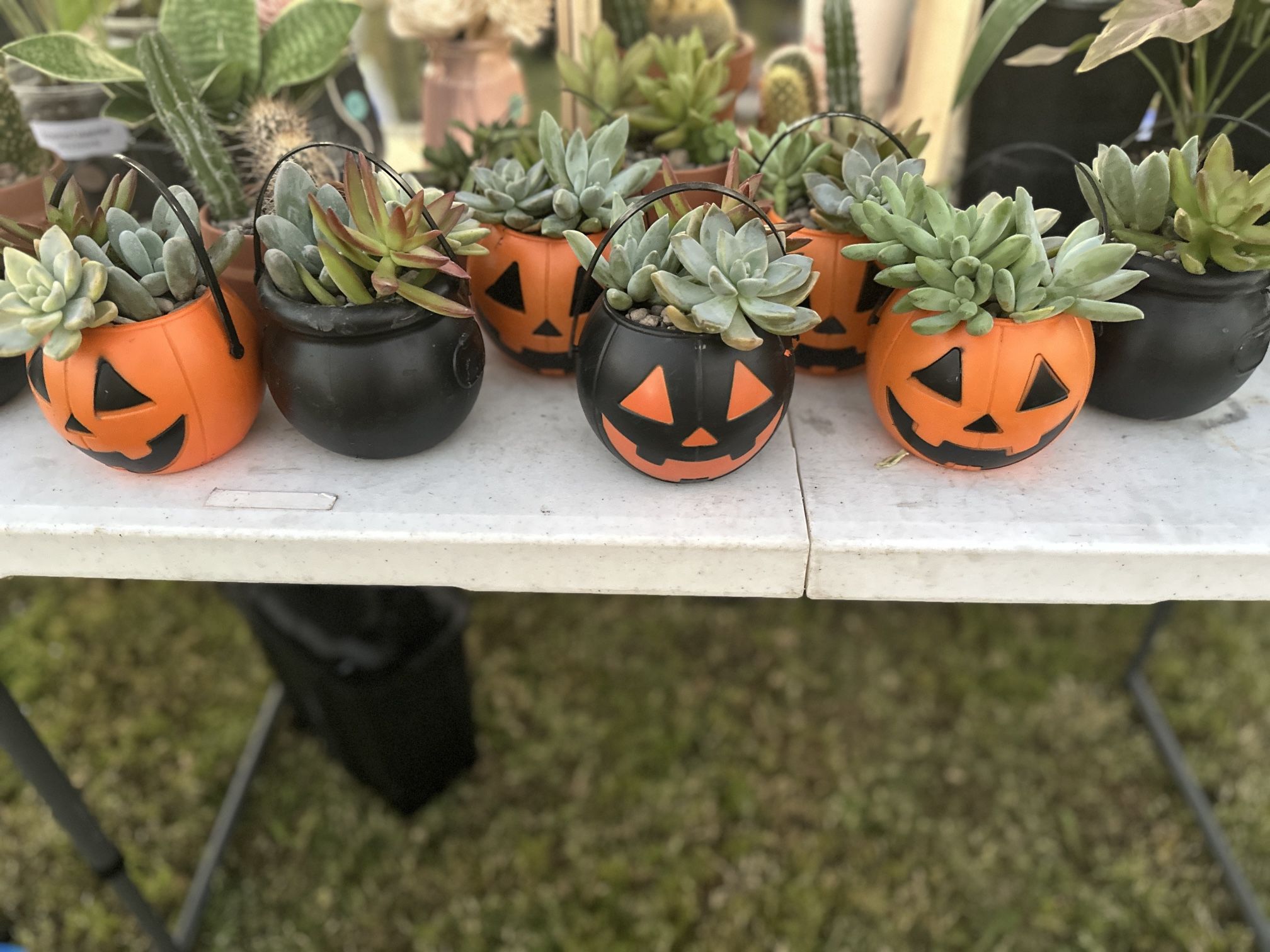 Pumpkin And Cauldron Succulent Arrangements