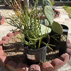 Fire Stick Succulent 