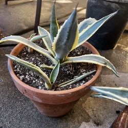 Agave 