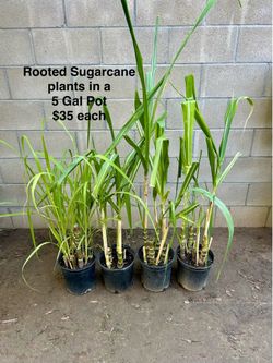 Live Sugarcane plants fully rooted in 5 Gal Pot Price Per Each
