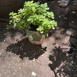 Cuban Oregano $10