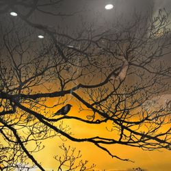 Crow Photograph - Framed 