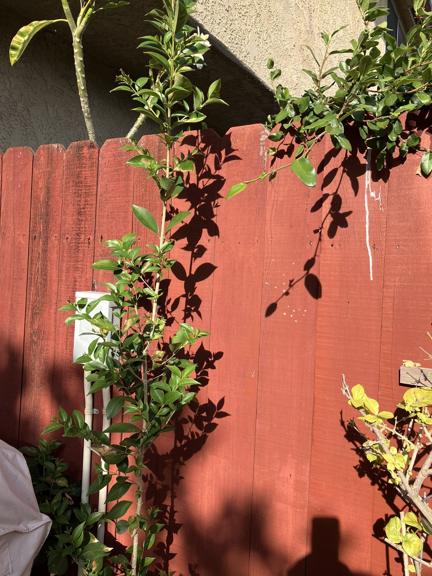 Bulubarry Tree Plant