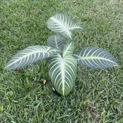 XANTHOSOMA (6” Pot) Striking, Air Purifying Indoor