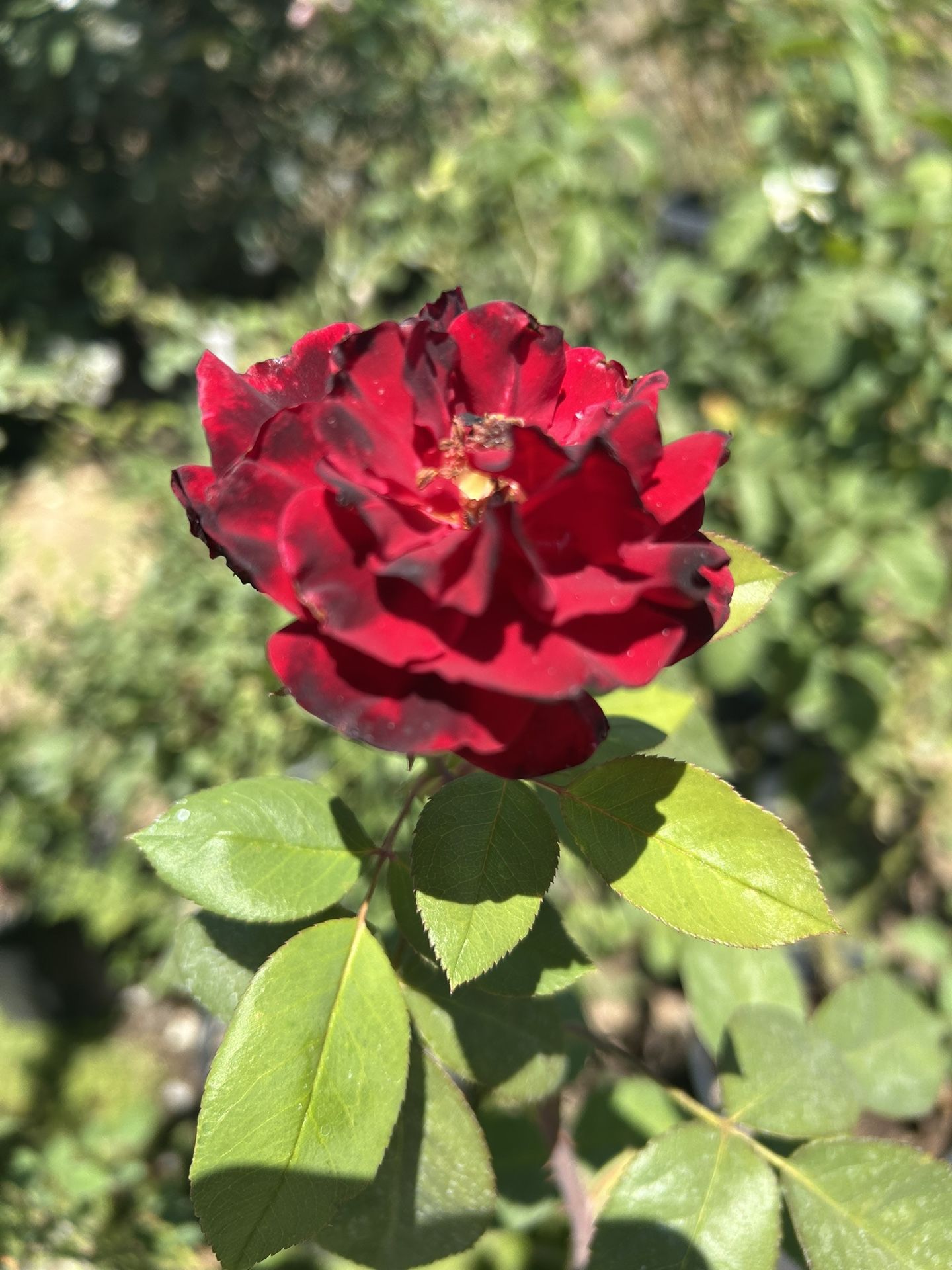 Red Rose Plant / Rosal Rojo