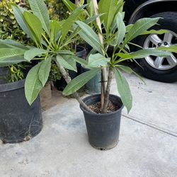 Plant For Sale
