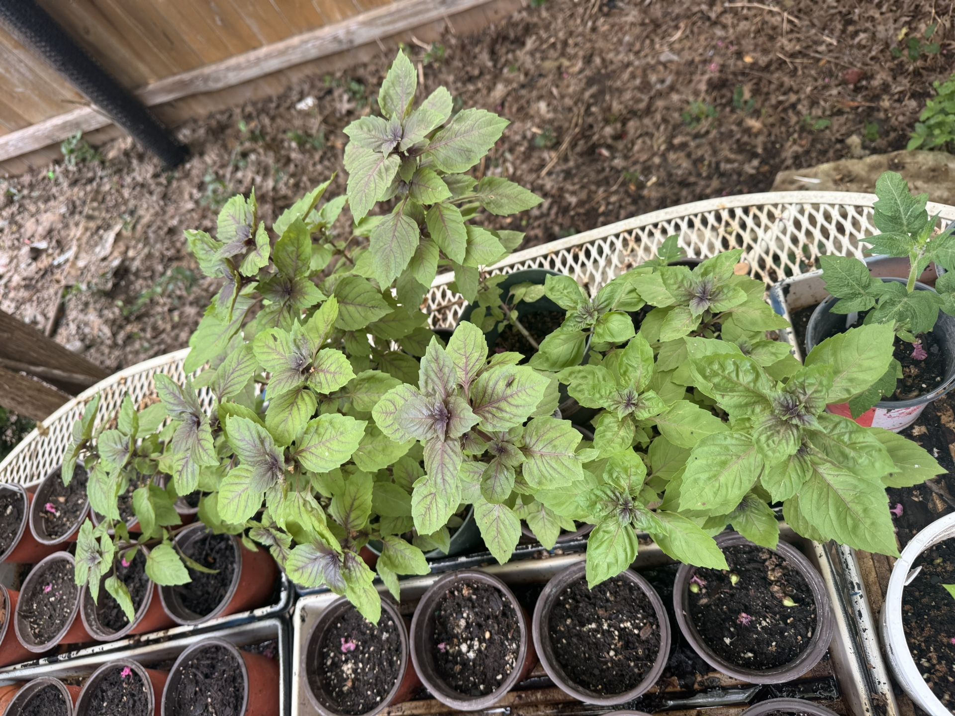 POTTED PLANTS 10-25$