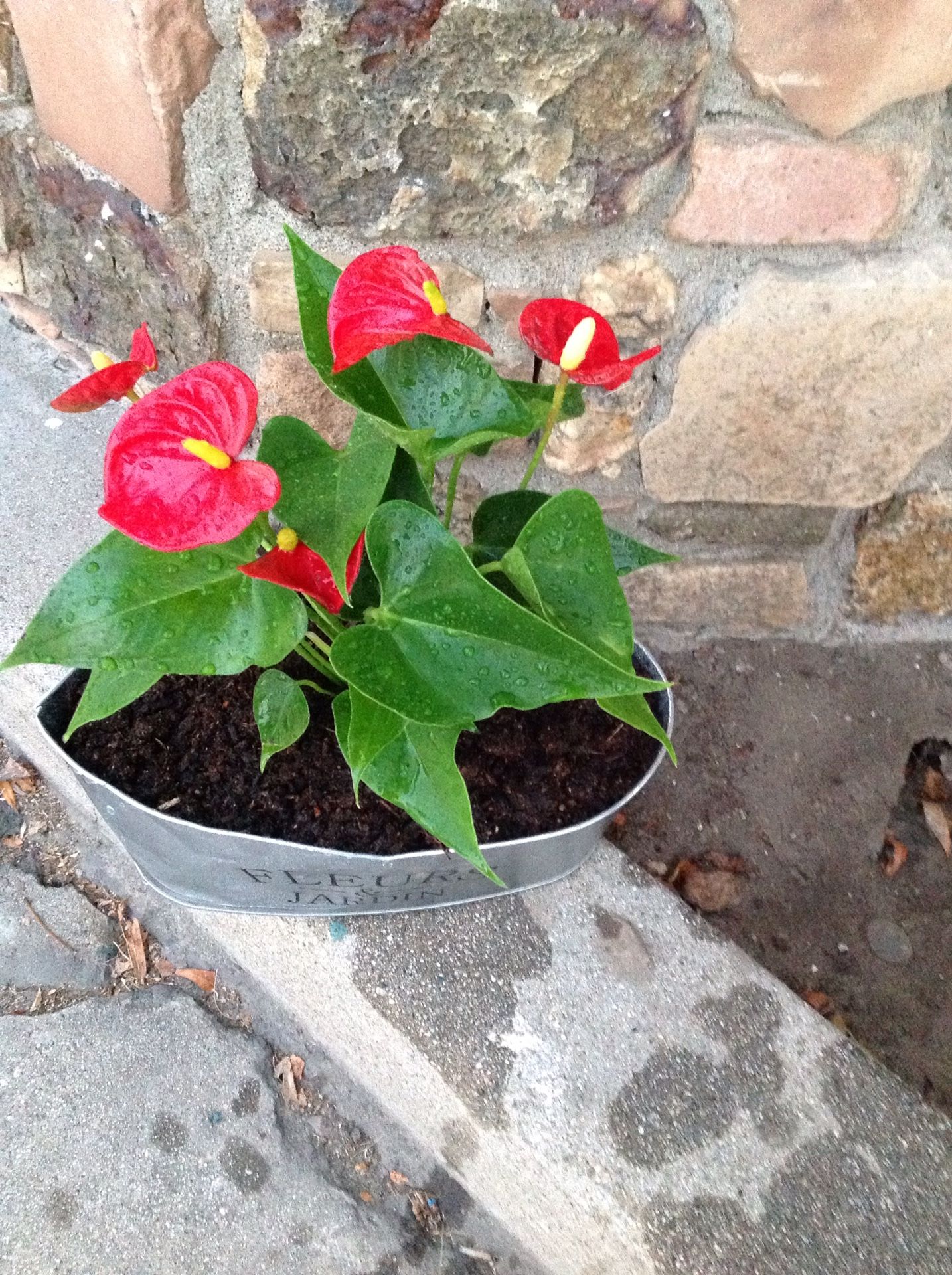 Anthurium plant