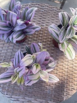 Tradescantia Nanouk Plants