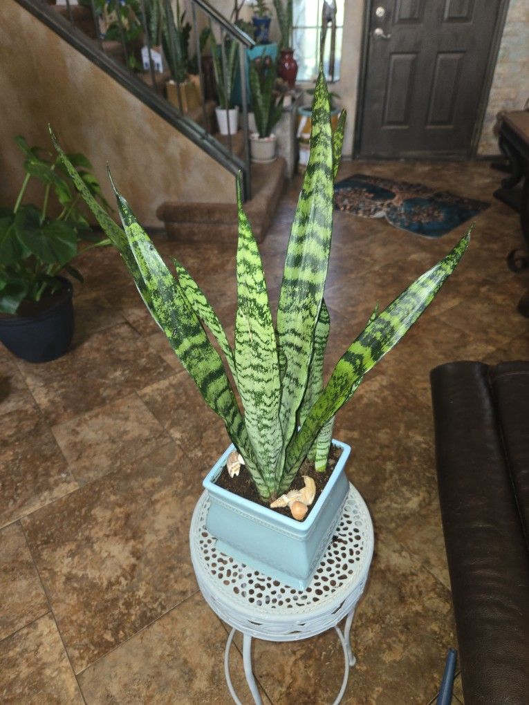 2ft Tall Sansevieria Snake Plant In Ceramic Pot With Shells 