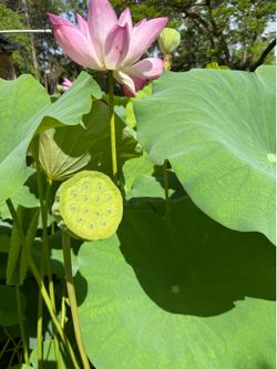 Lotus Pods with Seeds - Grow your own