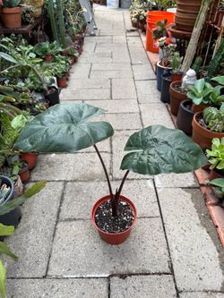 Alocasia 'Yucatan Princess* dark-stemmed hybrid elephant ear)