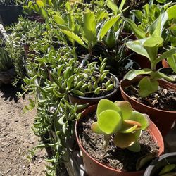 Cactus and Succulent’s 🌵🪴