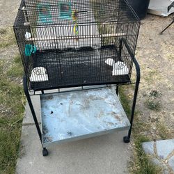 Bird Cage 