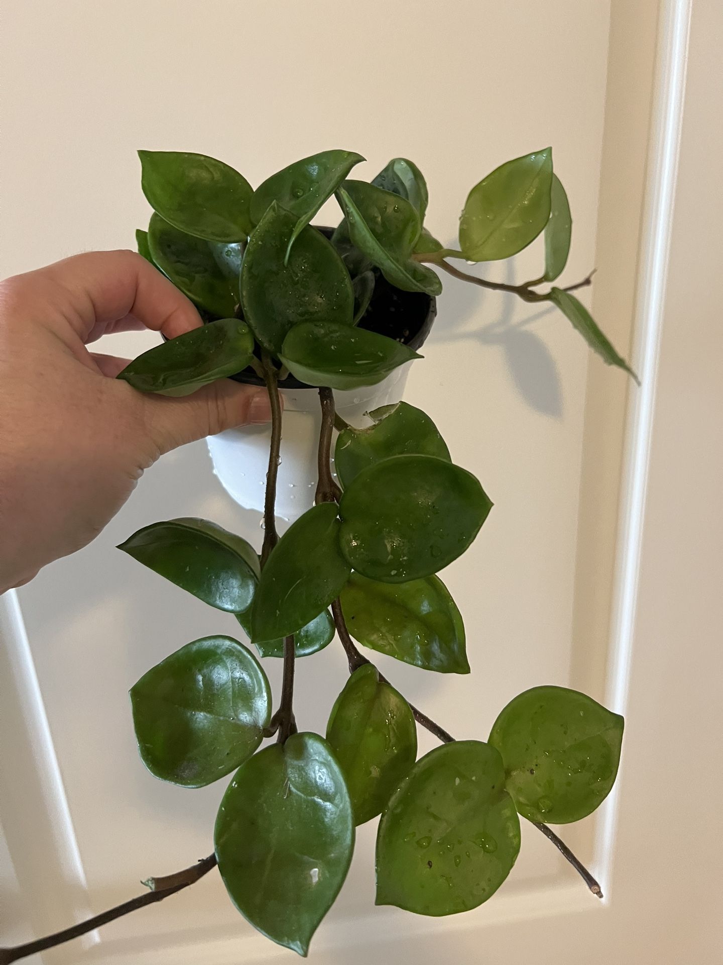 Hoya Chelsea House Plants 