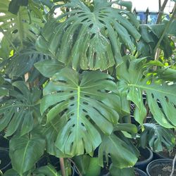 Monstera Deliciosa Diferentes Tamaños Y Precios De 1 Galón Y De 5 Galones 