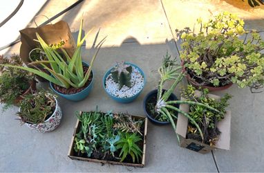 FREE Plants (please read description)