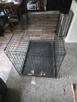Everything you need for a dog