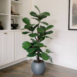 Costco Faux 5' Slim Fig Tree $70