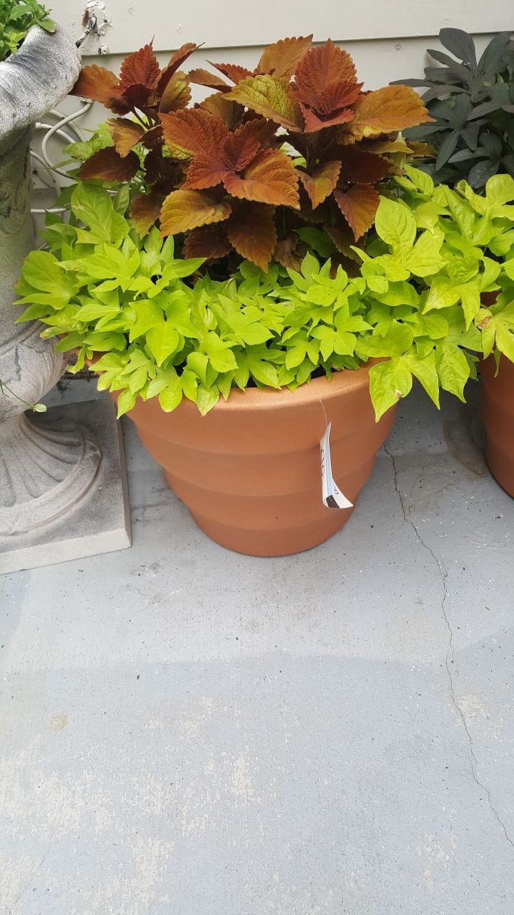 Mixed pot of flowers $30 each