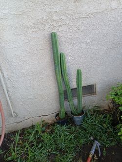 Pitallos 10 $ × Los Dos