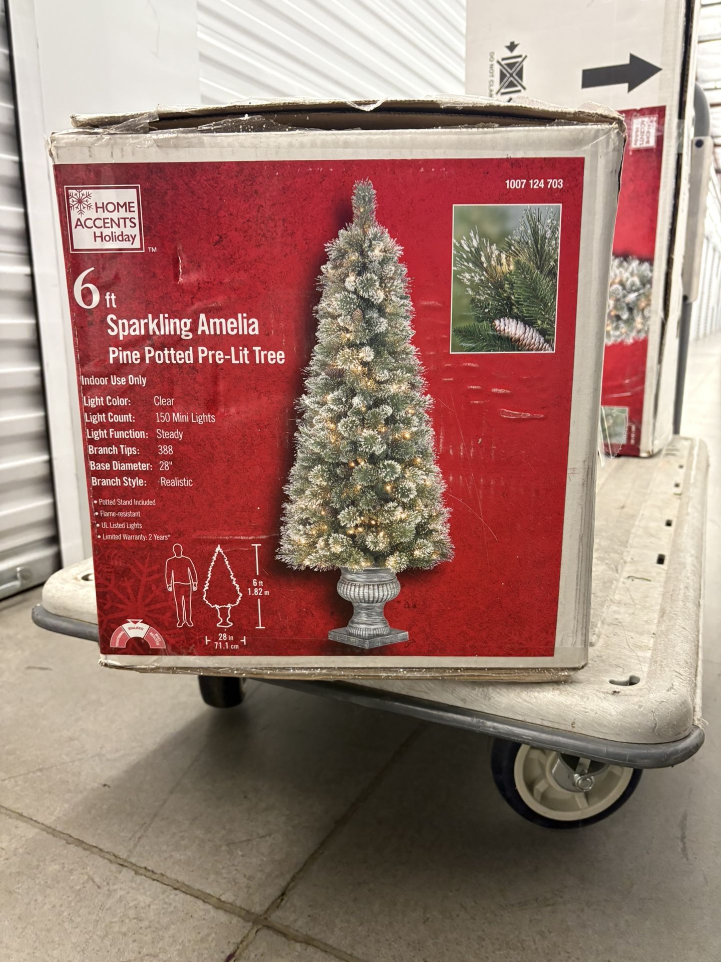 Christmas Tree/6 Ft/potted