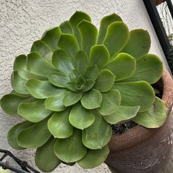   Aeonium Canarienso Succculentus  In A 2 Gl Clay Pot..1ft Tall ..(Please Read Descripción )…$30.00 EA.. (Please Read Description) Firm 