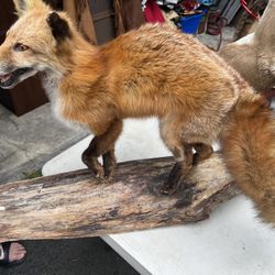 Mounted Fox