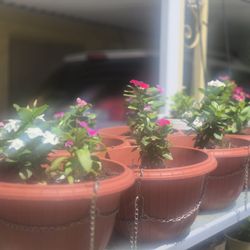 Vincas Plant Plástic Pots $5 Each 